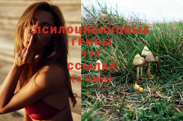 ГАЛЛЮЦИНОГЕННЫЕ ГРИБЫ Ачинск
